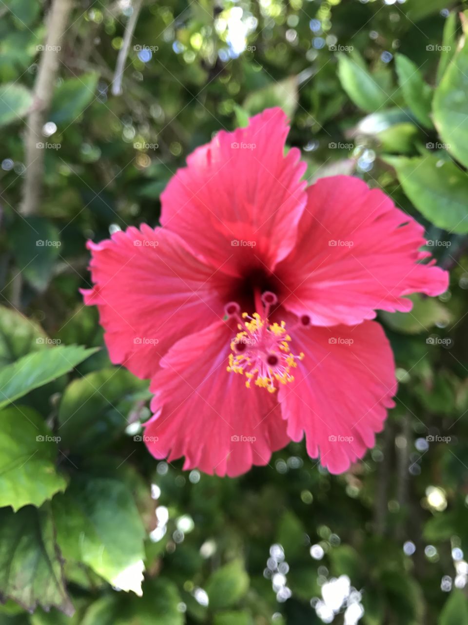 Hibiscus Rosa sinensis