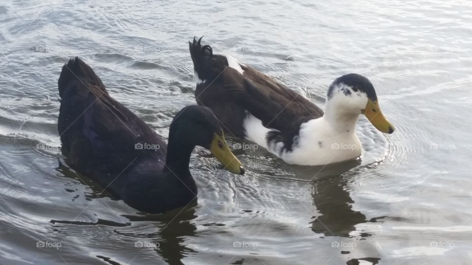Happy Ducks