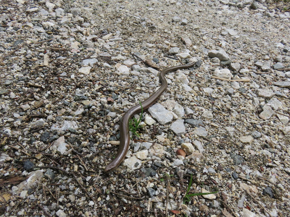 Mauntain Stolovi Serbia snake at it's natural environment