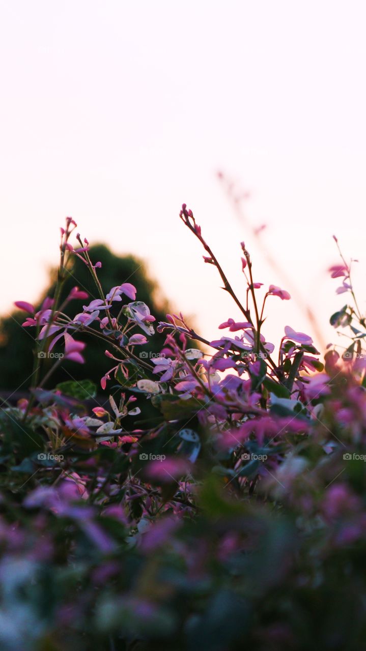 portrait of a flowers