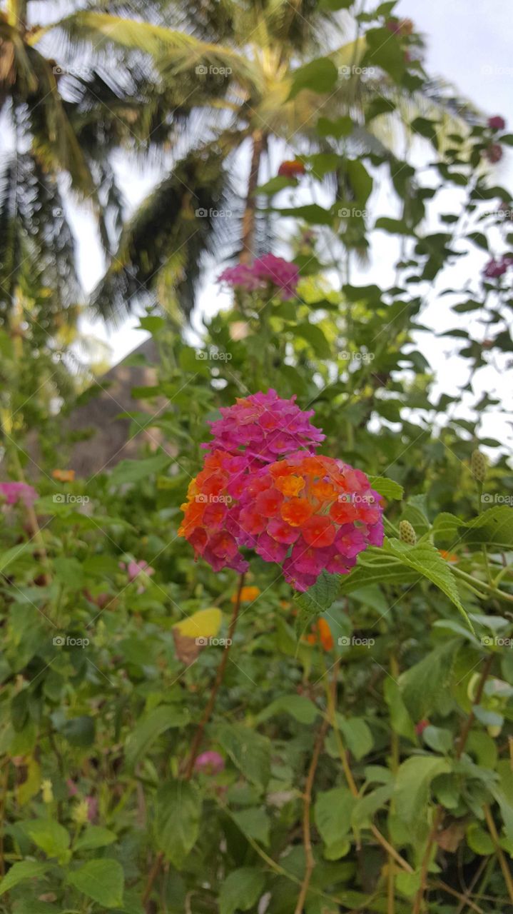 lantana