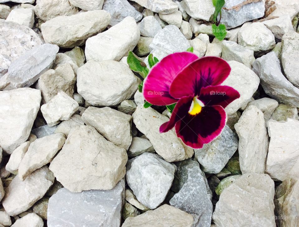 High angle view of beautiful flower