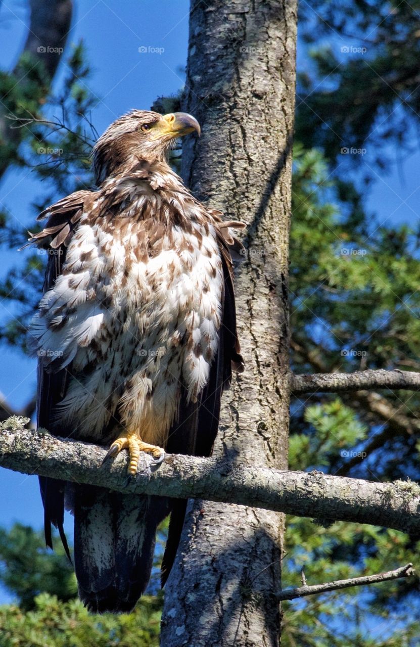 Juvenile bald eagle