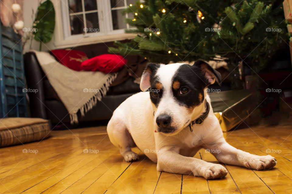 Cute dog under Christmas tree with room for copy space 