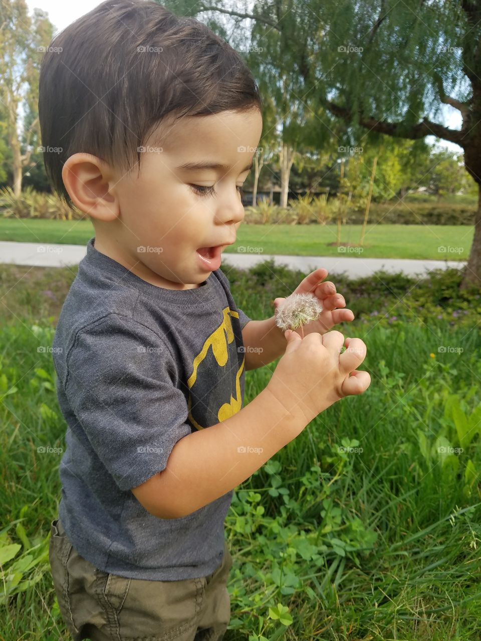 dandelions