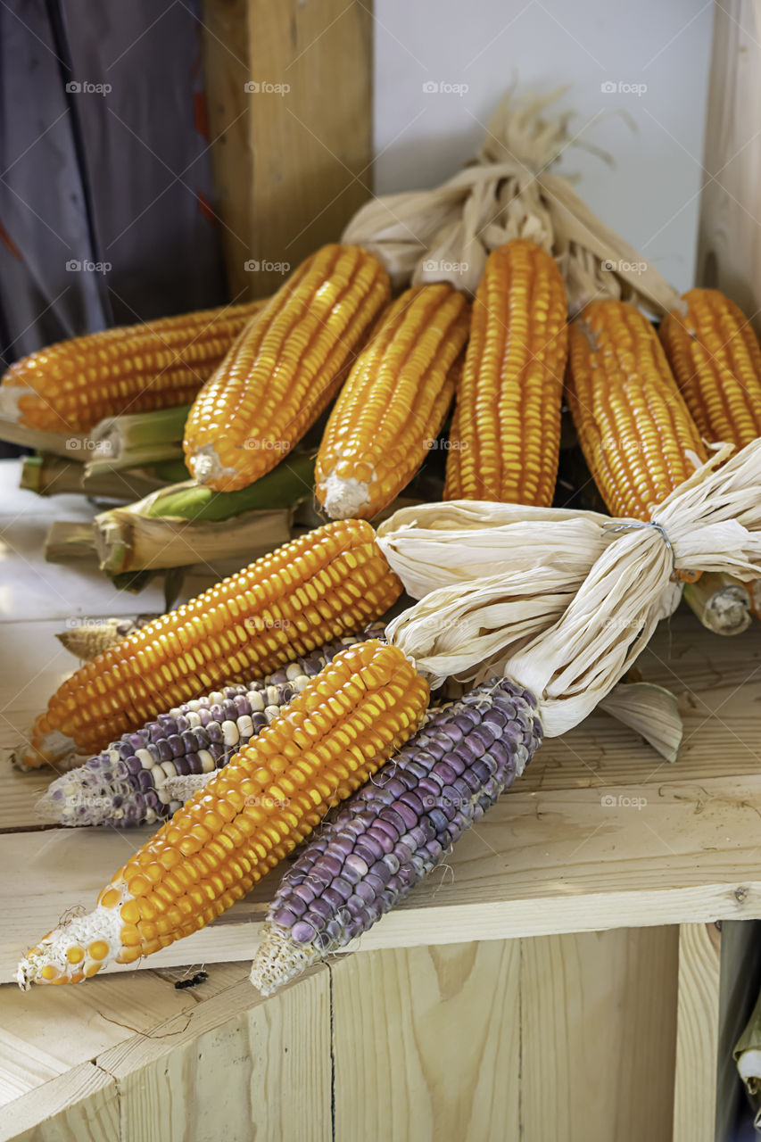 Corn drying on wood for the seeds to cultivate