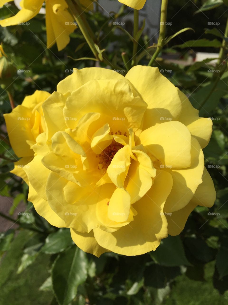 Rose in Solliden at Öland Sweden 