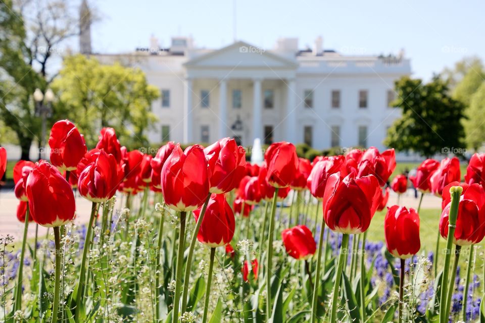 Tulips at the White House