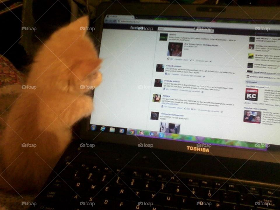 kitten on facebook