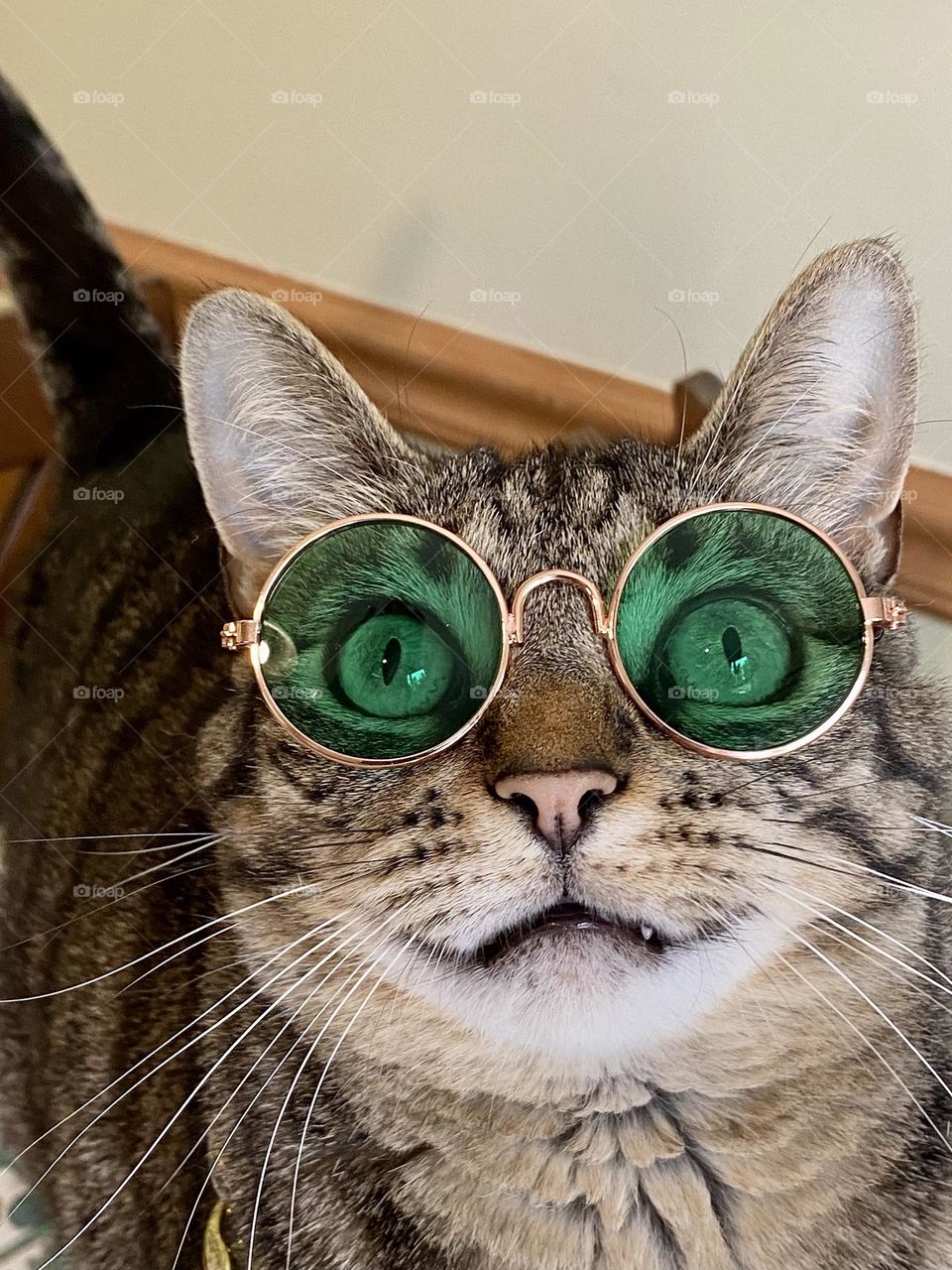 A brown tabby cat wearing a pair of green tinted glasses 