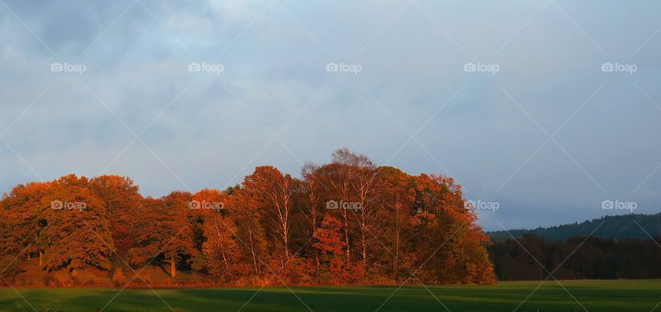 Trees in autumn light