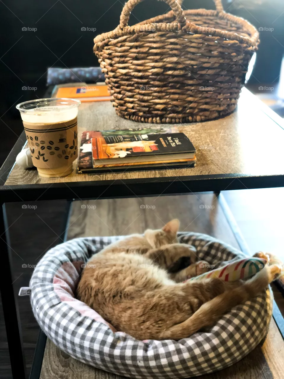 Cat sleeping under coffee table