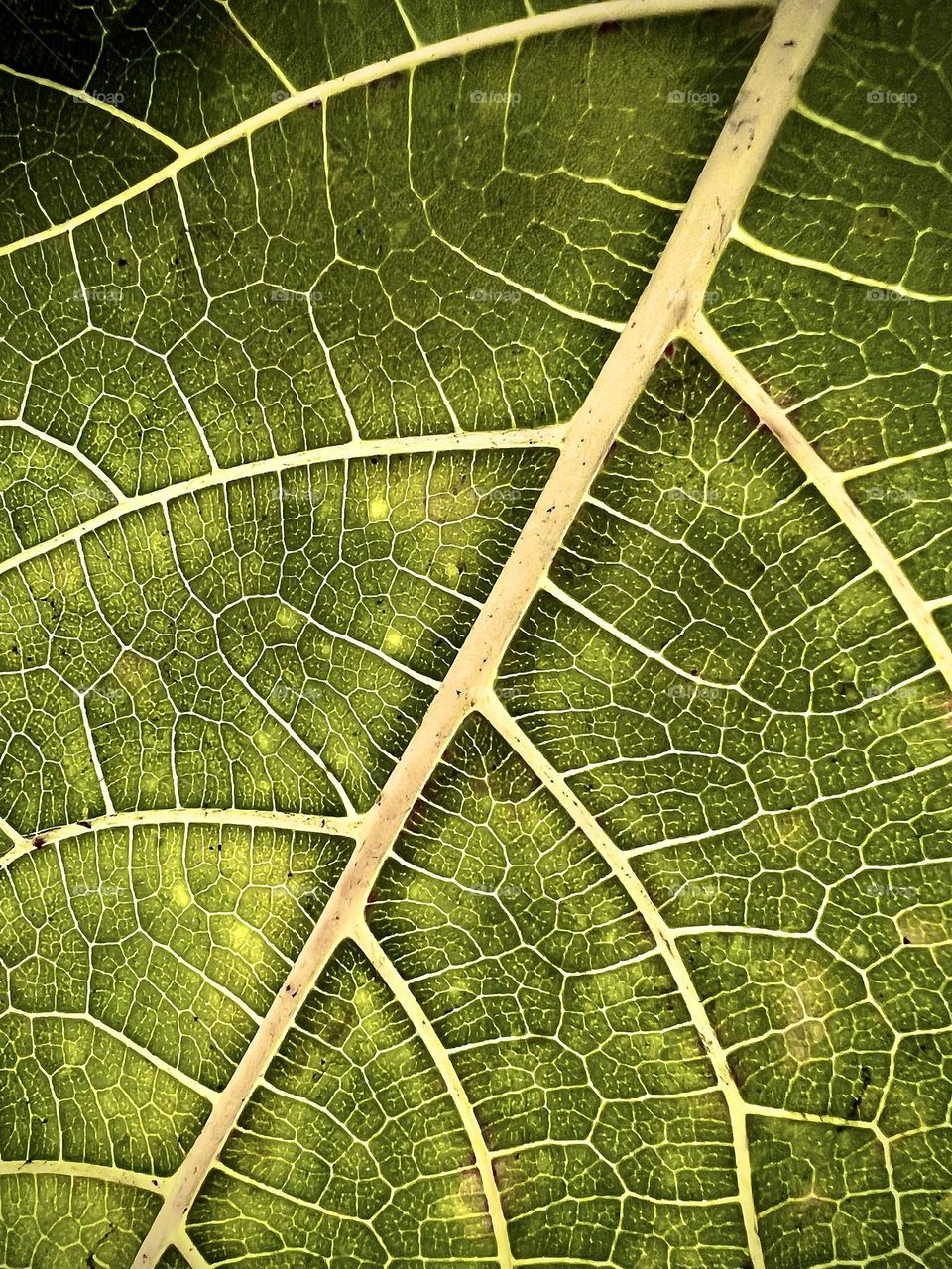 Leaf closeup