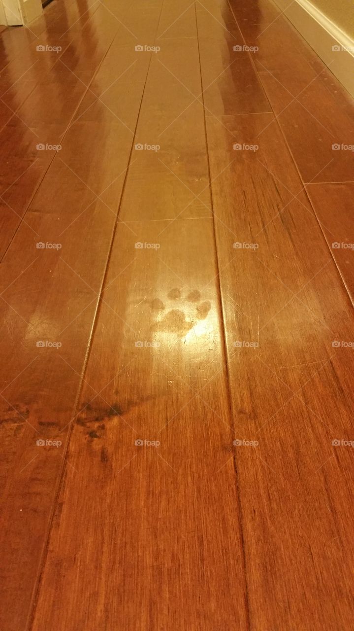 Ghost paws falling on cedar