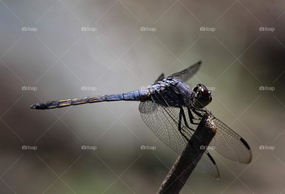 Potamarcha congerer . Yellow tailed - ashy skimmer, swamwatcher . Medium - large size Dragongly as its interest charather colour of top tail is yellow . Flyng to patrol for the fishpound, to perch at result of dryng cutting branched.m