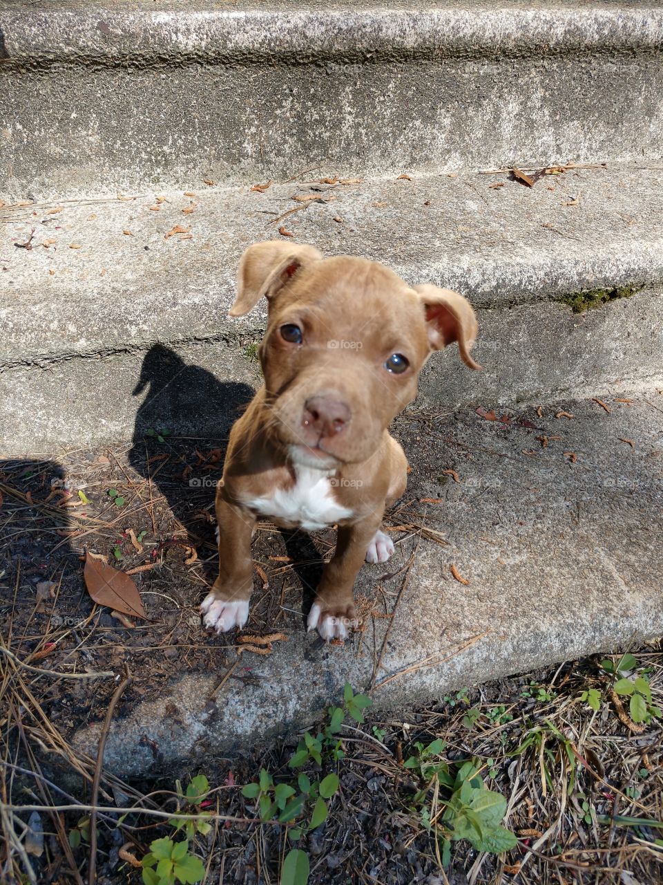 six week old red nosed pitbull puppy