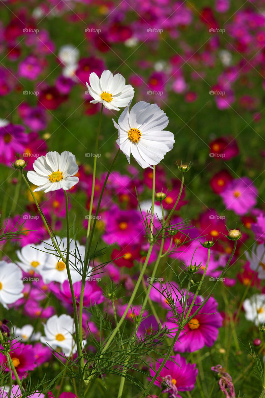 nature flower fresh petal by sonchai