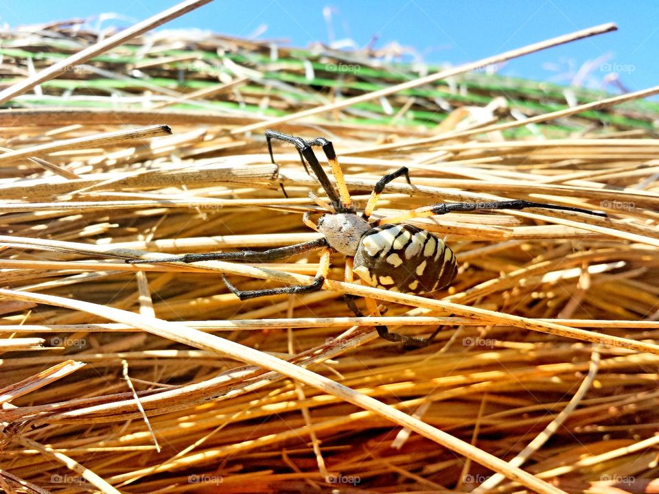 Hay Spider