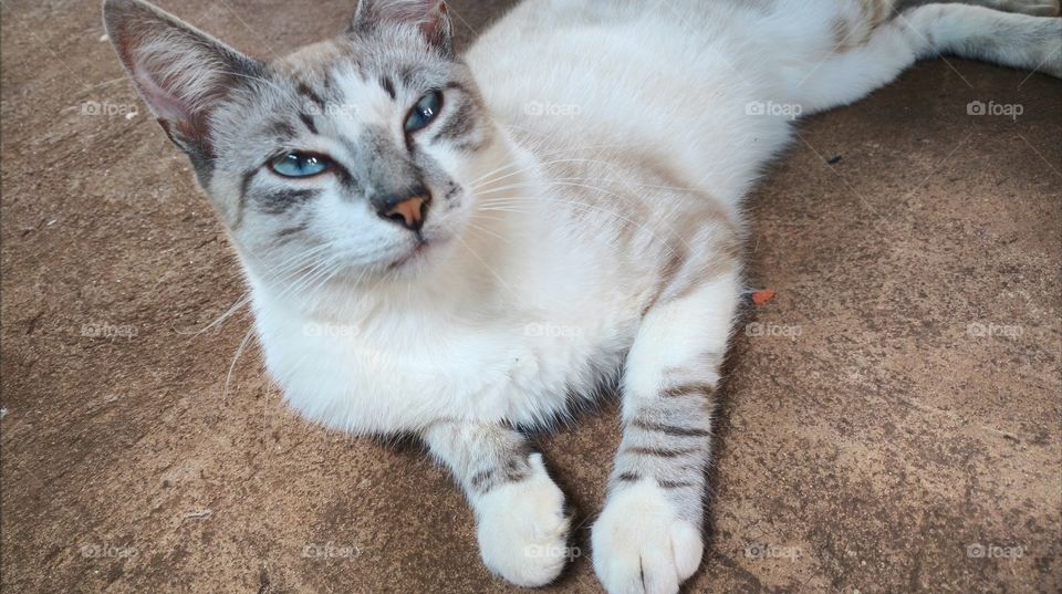 Esse gato está com sono!