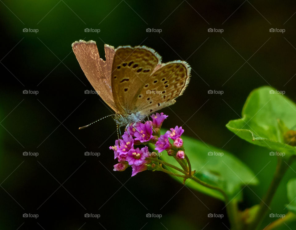 Butterfly  photography  - backyard garden