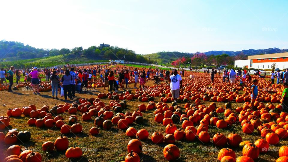 The CalPoly Pumpkin Patch