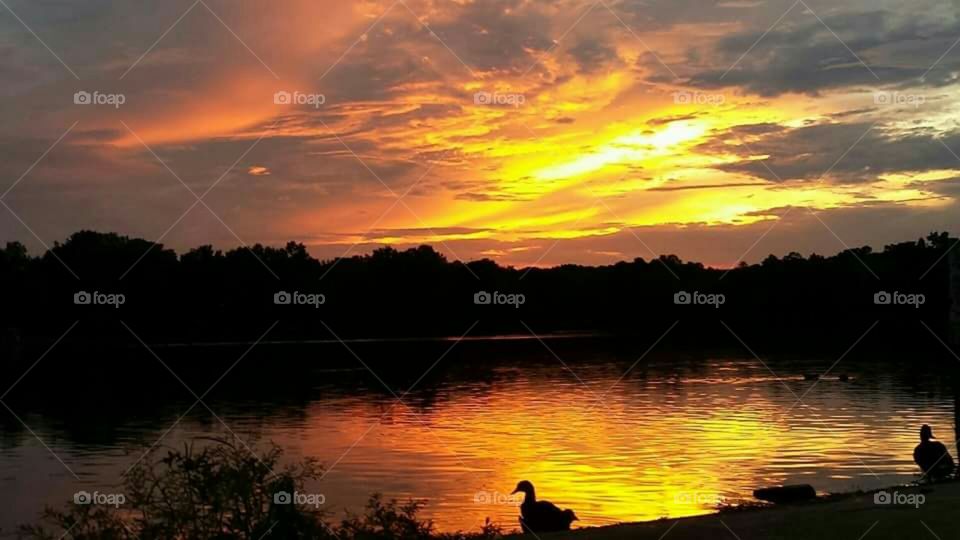 Duck silhoette overlooking beautiful orange and yellow sunset