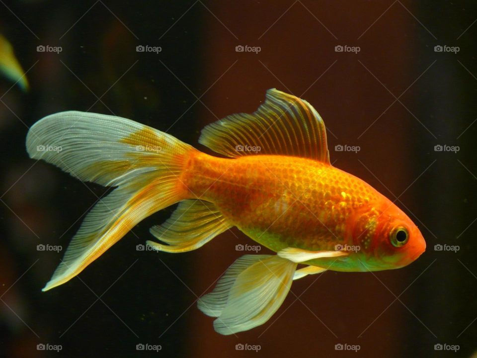 Beautiful fish