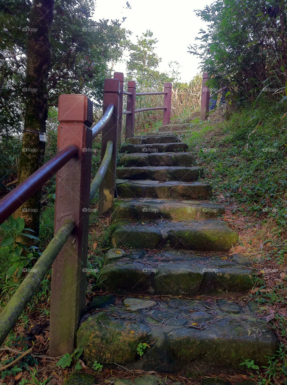 nature path stairs hong kong by gingana