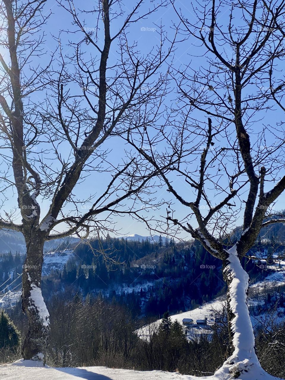 A walk in the winter mountains on a sunny morning. The photo was taken on a phone in Ukraine.