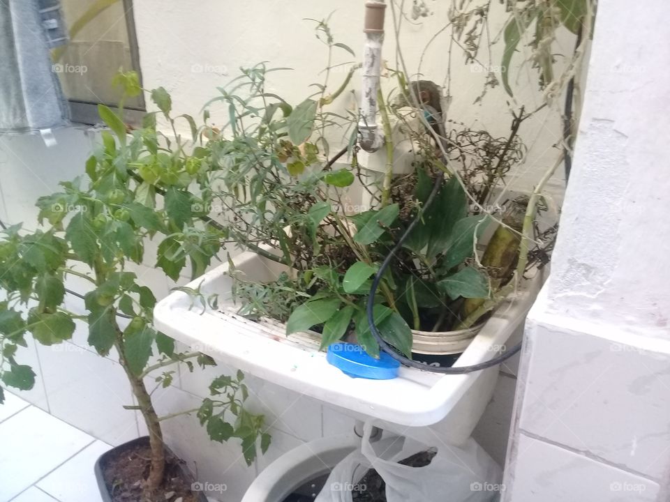 planta sink