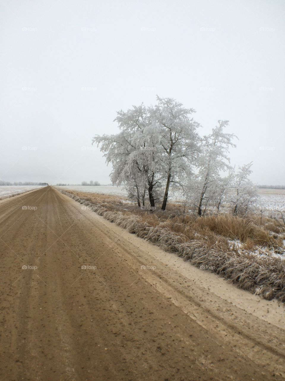 Hoar frost covering the trees beside the road on a grey day