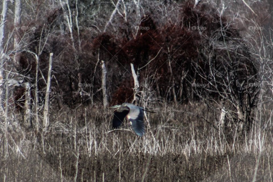 Crane flying in fall