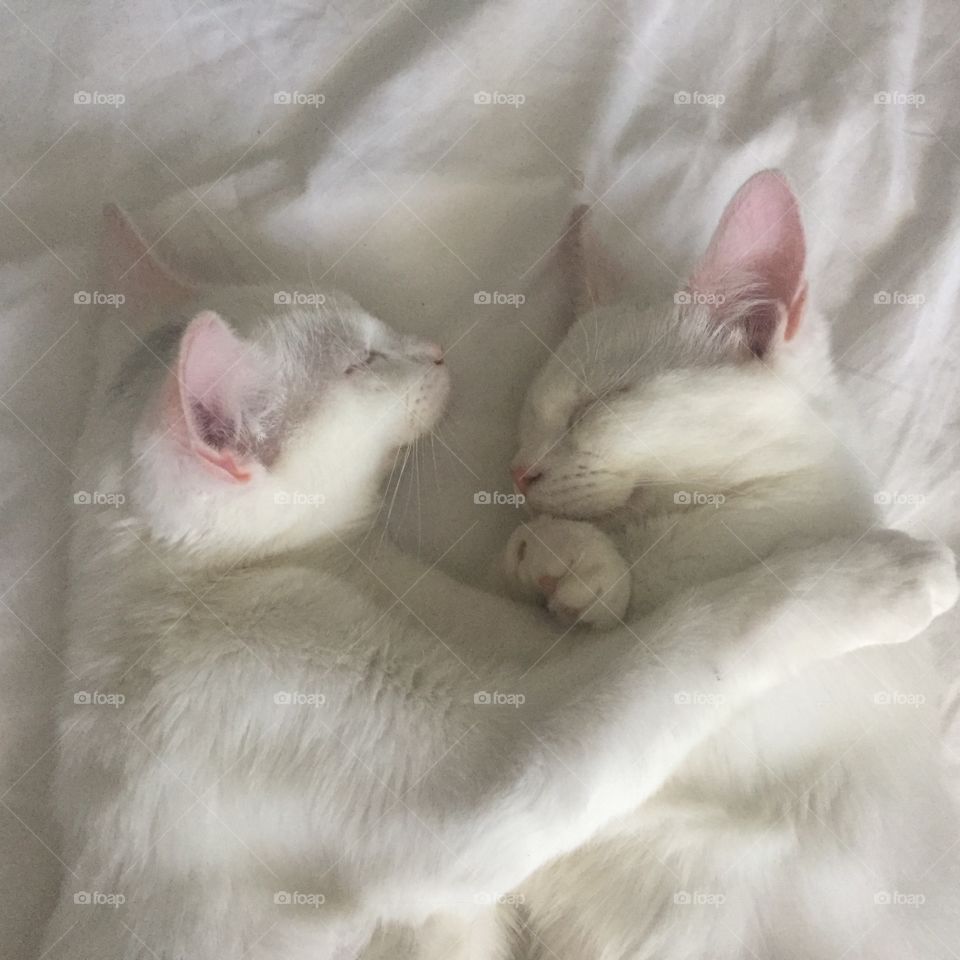 Kitten Love