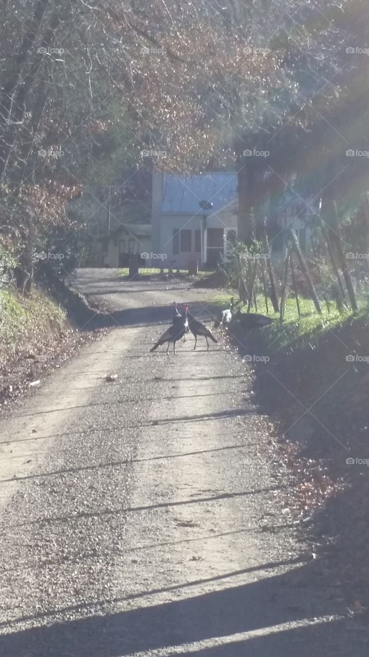 turkeys in Mel's driveway