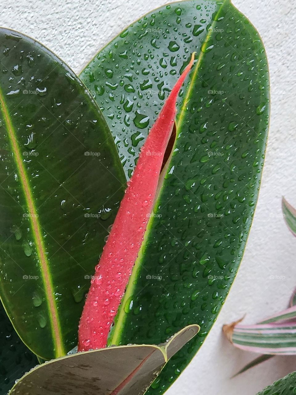 red amidst raindrops