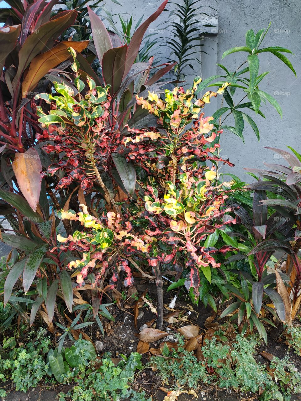 decorative plants