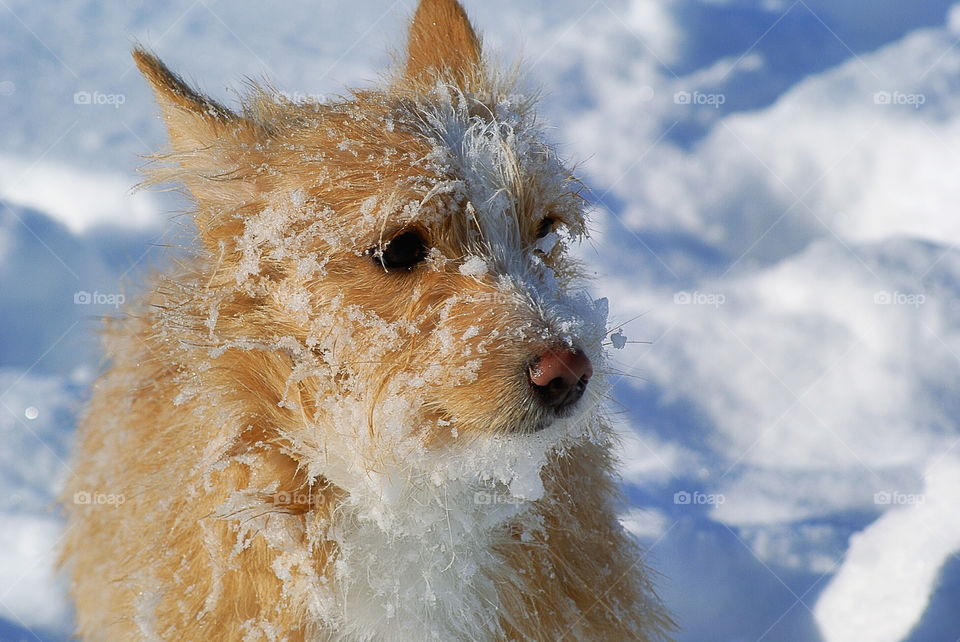 Cute snowy dog