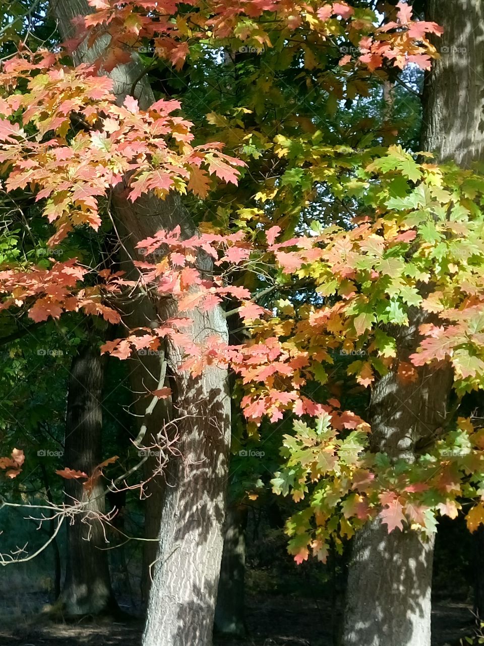 polish nature,  autumn