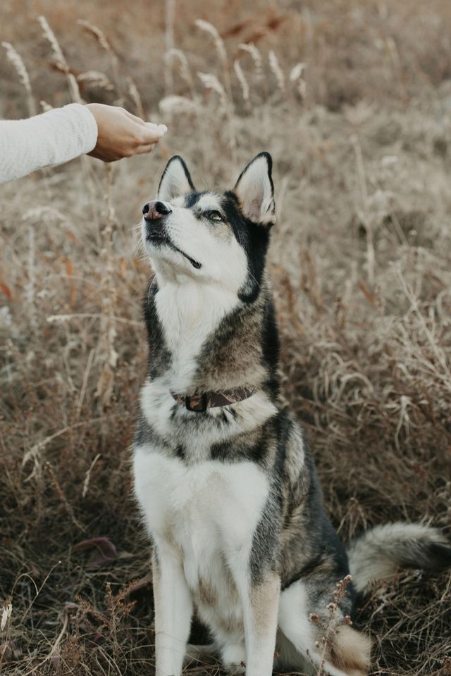 Treat?