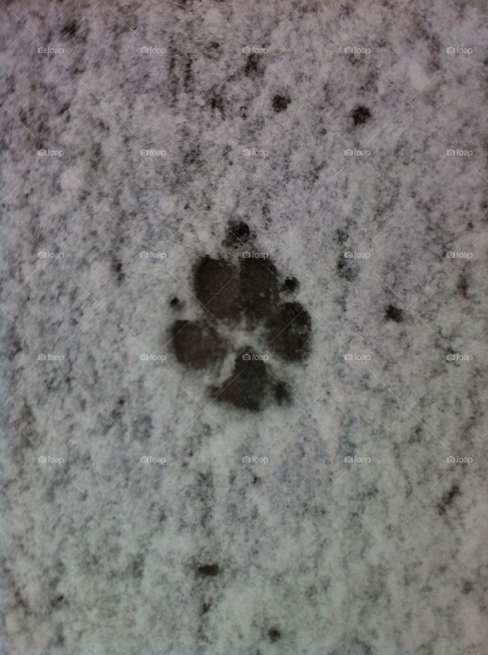 Dog paw in snow