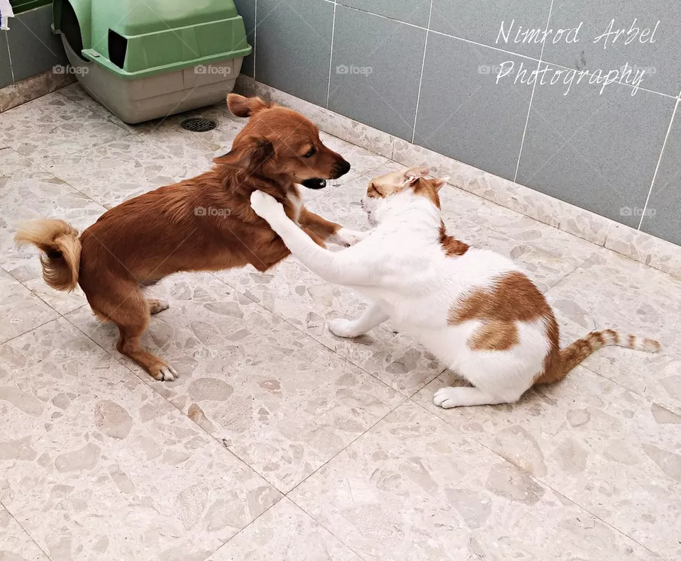 cat-dog