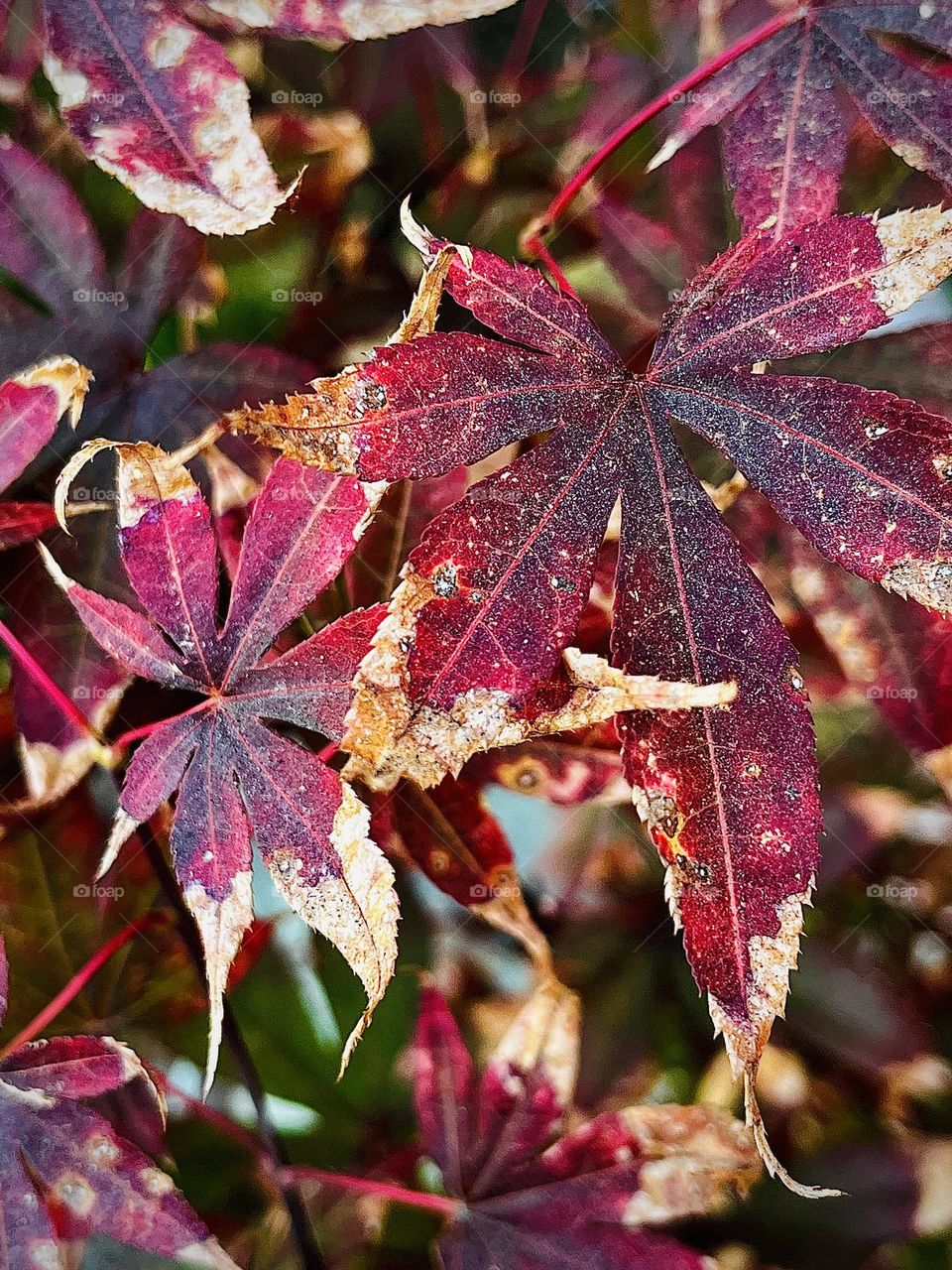 Japanese Maple Leaves in the Fall