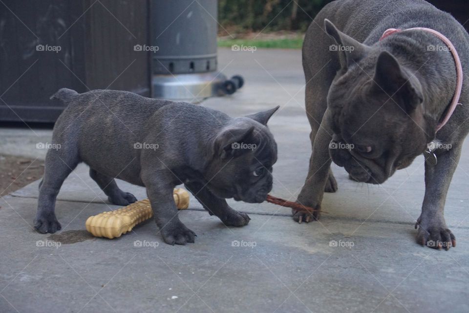 Frenchie puppy playing with mom
