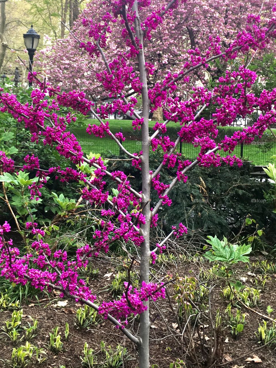 NYC park flower bloom