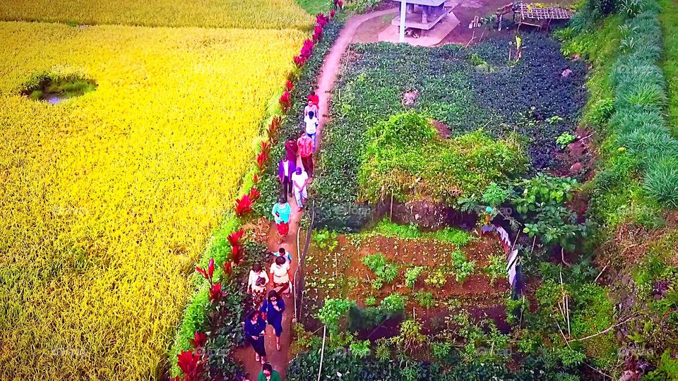 Convoy of people walking over the wet rice fields to escort the bride and groom to the church - a feast of joy in Tana Toraja, South Sulawesi-Indonesia.