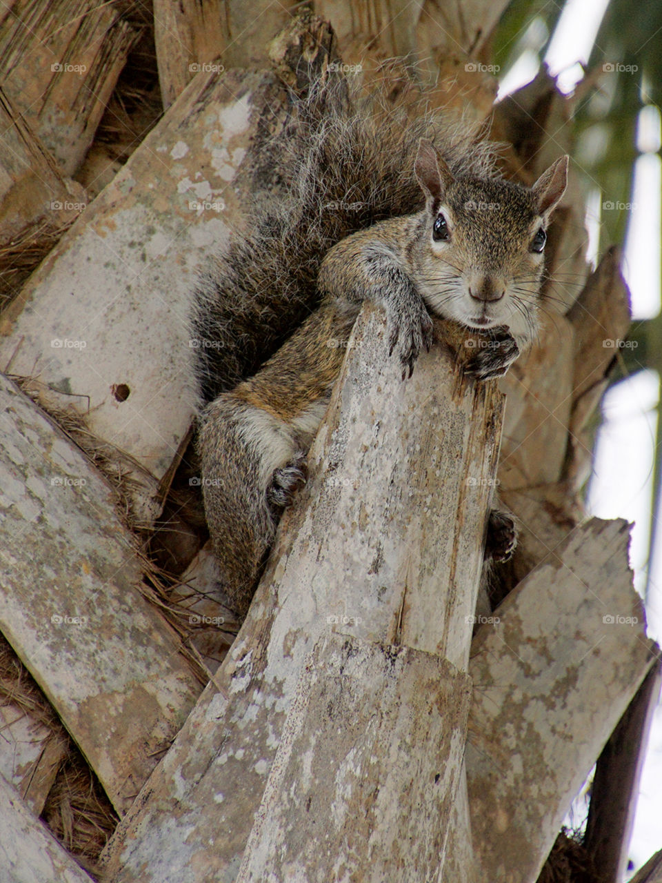 Squirrel on a Ledge. Grey Squirrel looking over ledge of Cabbage Palm tree