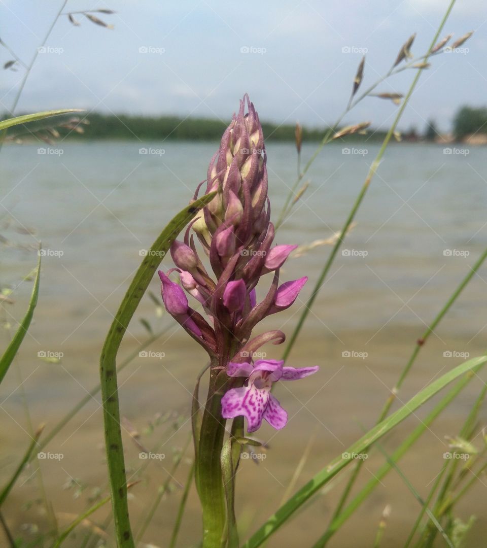 purple flower on a lake shore summer landscape