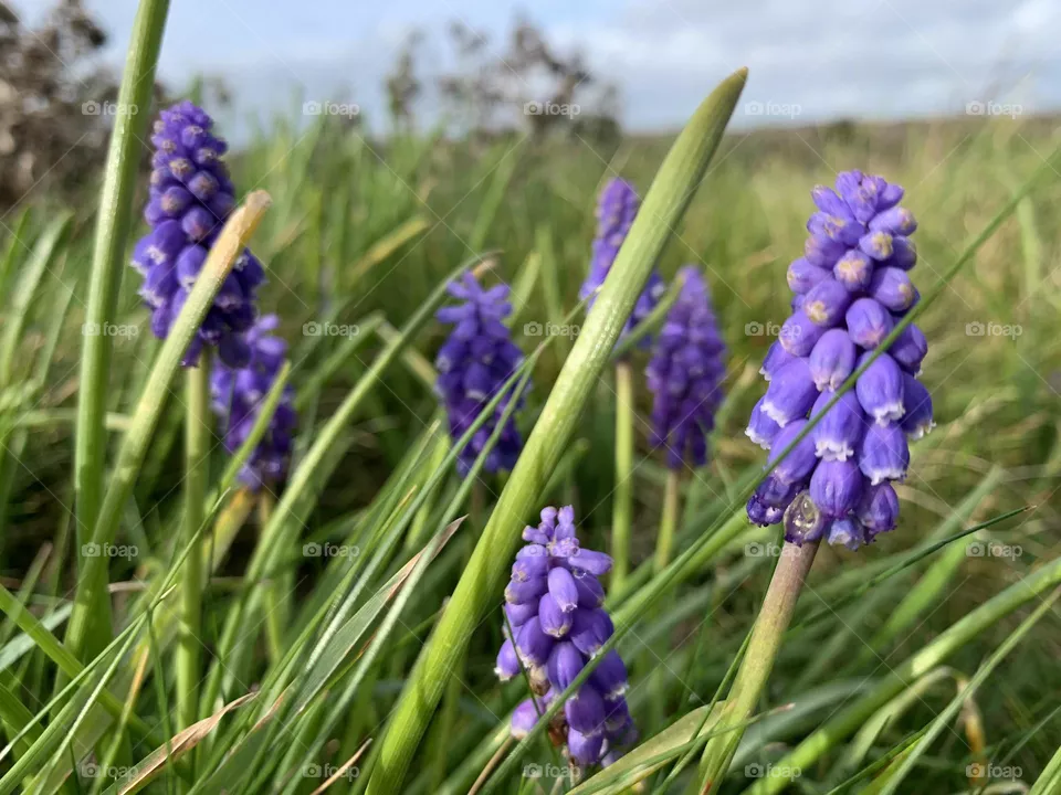 Muscari - spring wildflower 