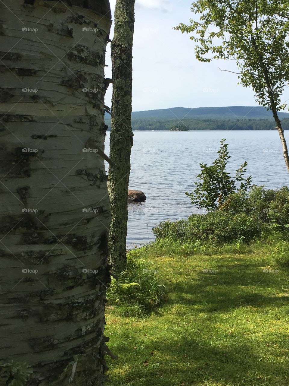 View of lake past birch tree foreground 