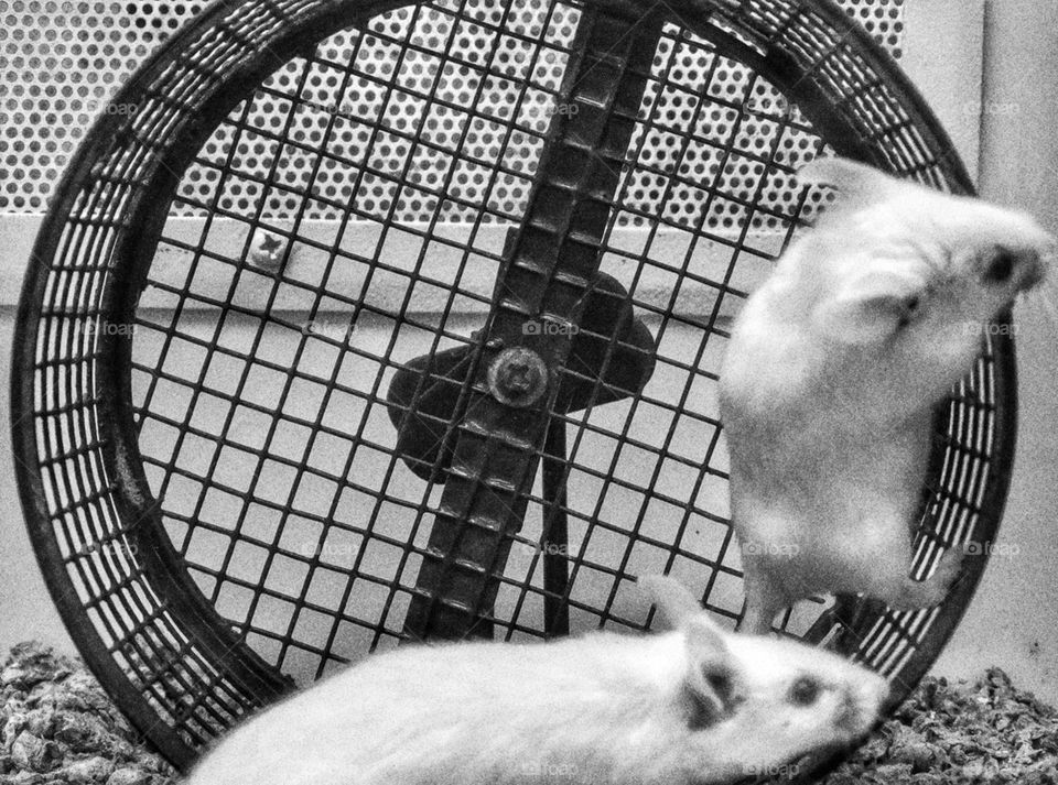 Rat Race. Laboratory Rats In A Biology Experiment
